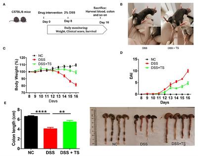Teasaponin Ameliorates Murine Colitis by Regulating Gut Microbiota and Suppressing the Immune System Response